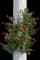 Rosa Altissimo — design image 6
