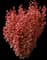 Barberry 'Orange Rocket' — design image 1