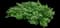 Japanese Holly — design image 1