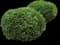 Wintergreen Boxwood Shrub — design image 2