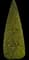 Oriental Arborvitae — design image 7
