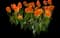 Tulip 'Desert Sun' — design image 1