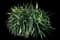 Yucca filamentosa — design image 5