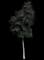Deborah Norway Maple — design image 1