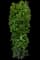 Columnar Buckthorn — design image 11