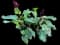 Panicle Canna — design image 1
