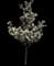 Jill Flowering Pear — design image 2