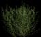 Purple Willow — design image 1