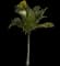 Coconut Palm — design image 1