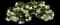 Hula White Begonia — design image 1