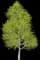 Japanese Hop-hornbeam — design image 1