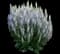 'Perfect Profusion' Perennial Salvia — design image 2
