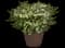 Enchantia White Cuphea — design image 2