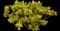 Jade Plant — design image 19