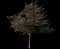 Black Pearl™ Redbud Tree — design image 1