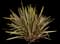 New Zealand Flax (Phormium tenax) — design image 1