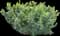 Japanese Yew — design image 9