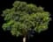 White Oak Tree — design image 1