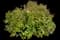 Indian Hawthorn (Rhaphiolepis indica) — design image 3