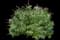 Miss Violet' Butterfly bush — design image 1