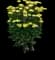 'Firefly Sunshine' Yarrow — design image 3