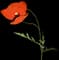 Field Poppy (Papaver dubium) — design image 1