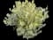 Pineapple guava — design image 1
