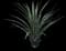 Palmer's Agave — design image 3