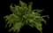Macho™ Fern — design image 1