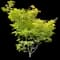 Japanese Maple 'Summer Gold' — design image 1