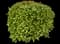 Laurustinus Viburnum — design image 3