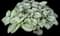 Heartleaf Brunnera — design image 2