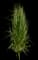 Feather Reed Grass — design image 5