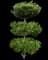 Waxleaf Privet Hedge — design image 7