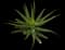 Soap Aloe — design image 3