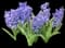 Hyacinth — design image 4