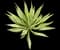 Giant Cabuya — design image 2