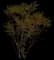 Creosote Bush — design image 1