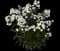 Tall Garden Phlox (Phlox paniculata) — design image 5