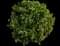 Boxwood Shrub — design image 22
