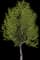 Oregon Ash — design image 1