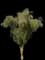 Jerusalem Thorn — design image 1