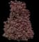 Crimson Sentry Norway Maple Tree — design image 1