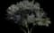 Olive Tree — design image 5