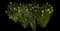 Wild Daffodil — design image 10