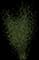Purple Willow — design image 3