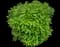 Panicle Hydrangea — design image 5