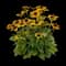 Black-Eyed Susan (Rudbeckie hirta) — design image 1