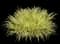 Sweet Flag Grass — design image 3