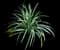 Lily Turf Grass — design image 16